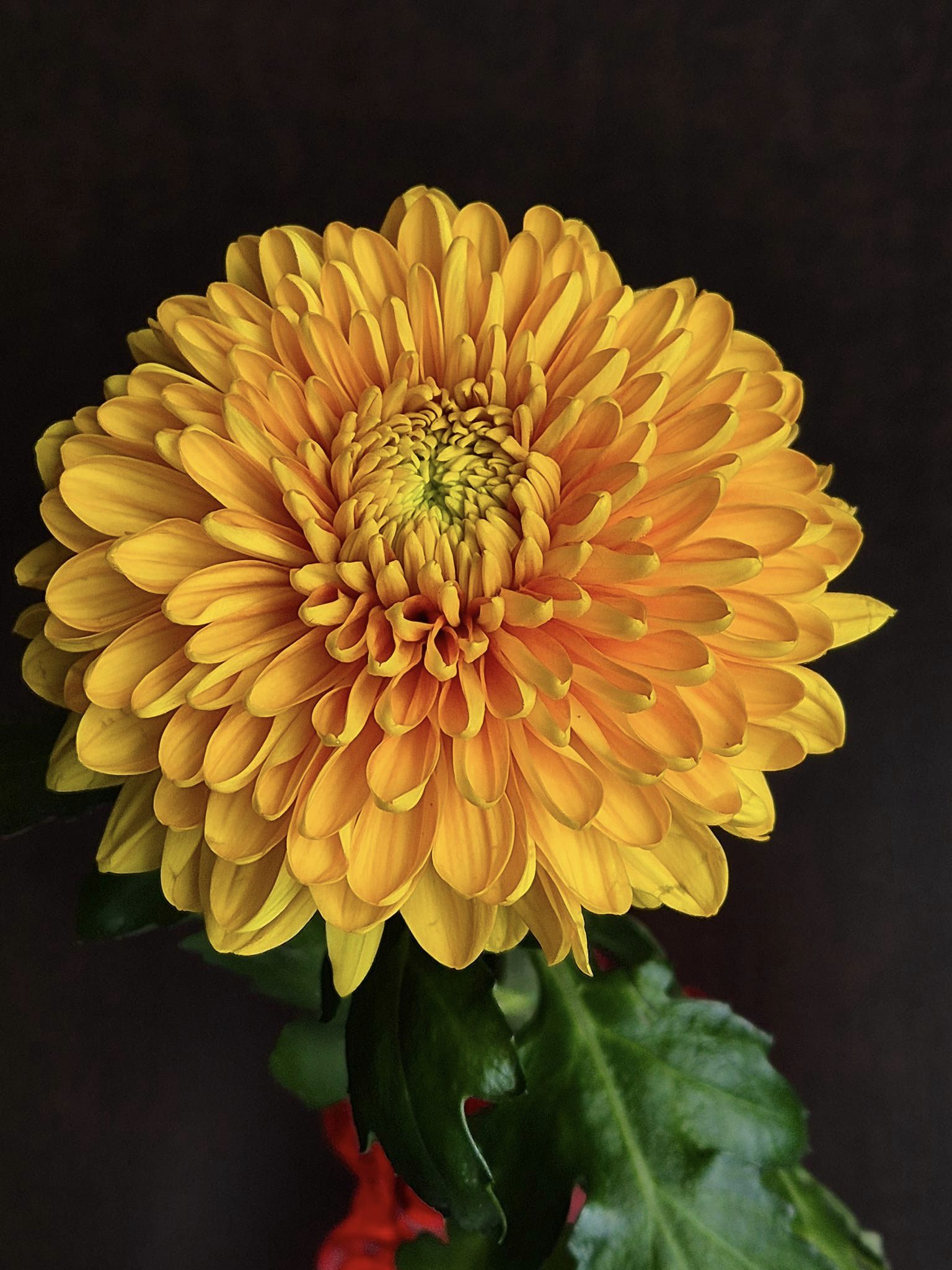 Yellow Dahlia flower